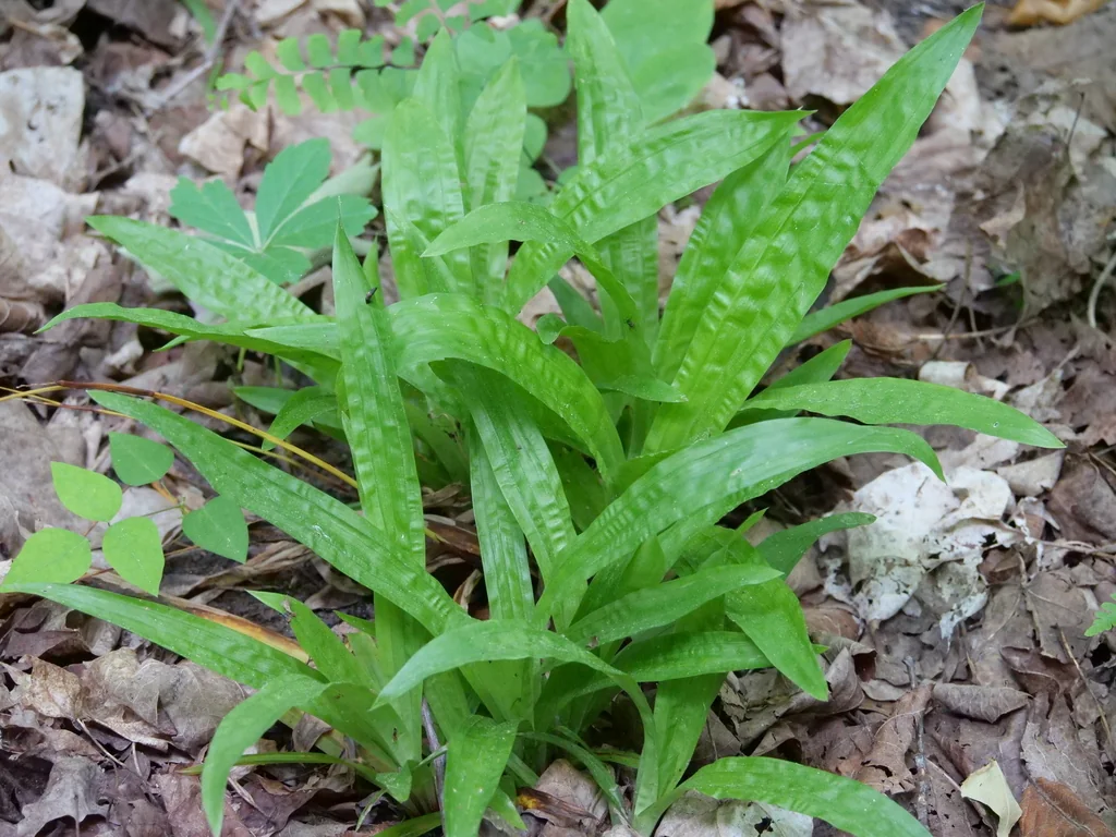 Carex plantaginea