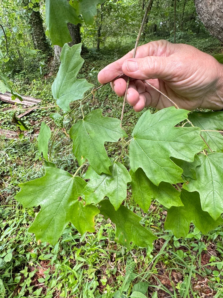 Acer Floridanum