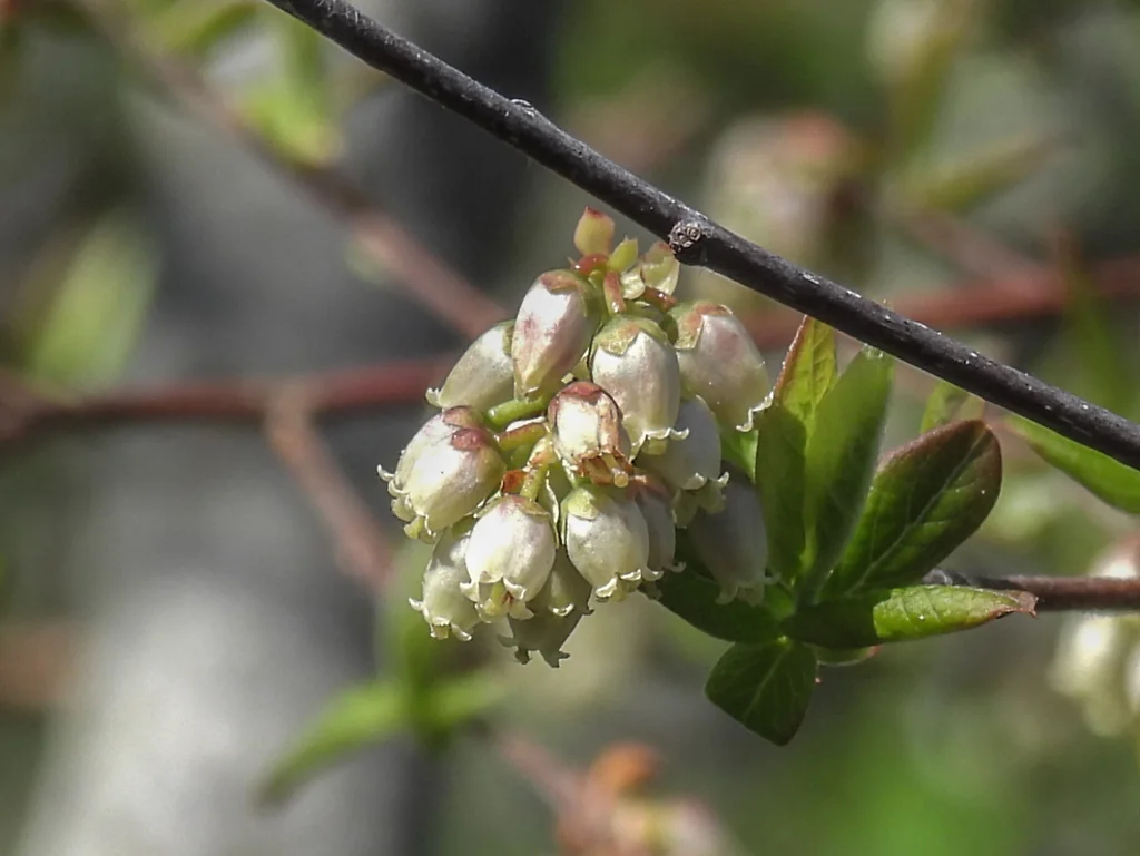 Vaccinium Corymbosum
