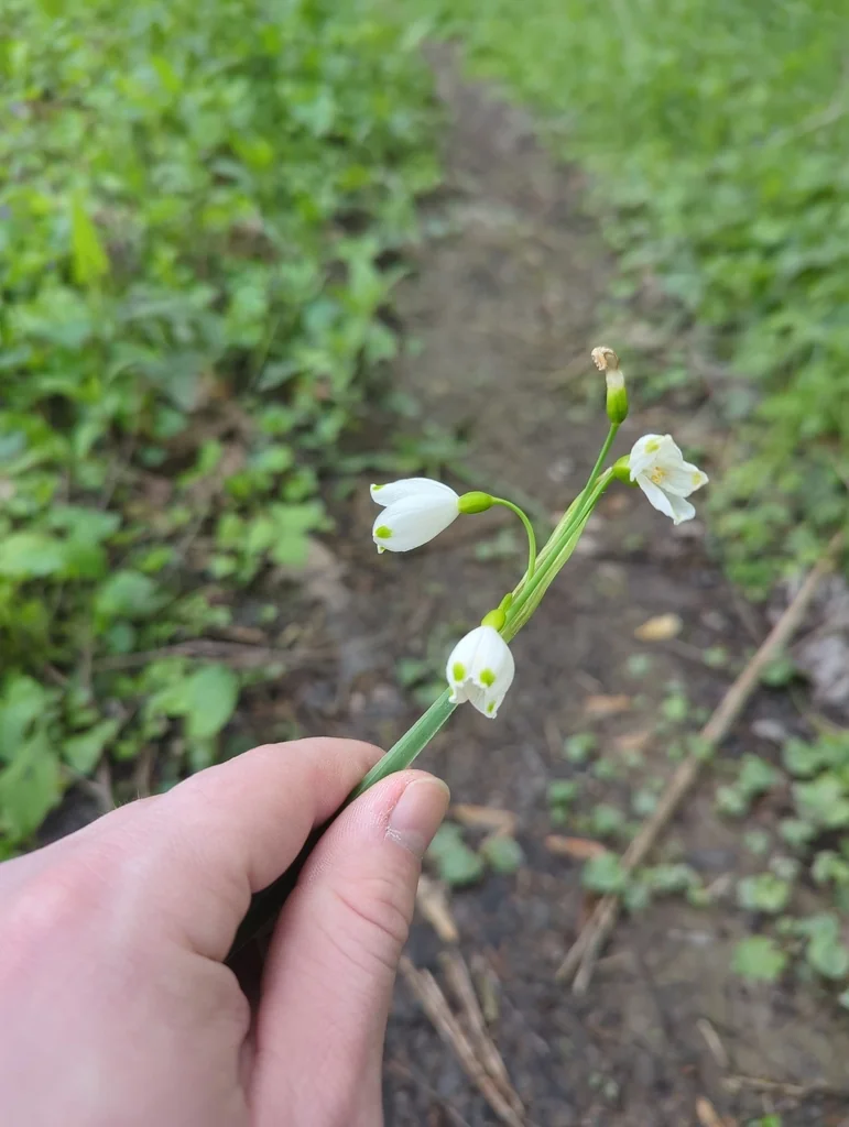 Leucojum Aestivum