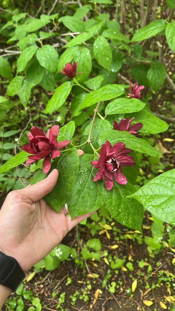 Calycanthus Floridus