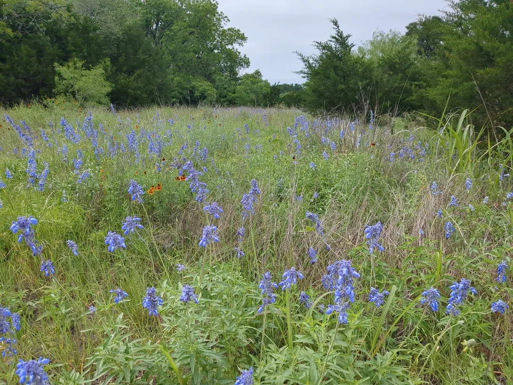 Salvia farinacea