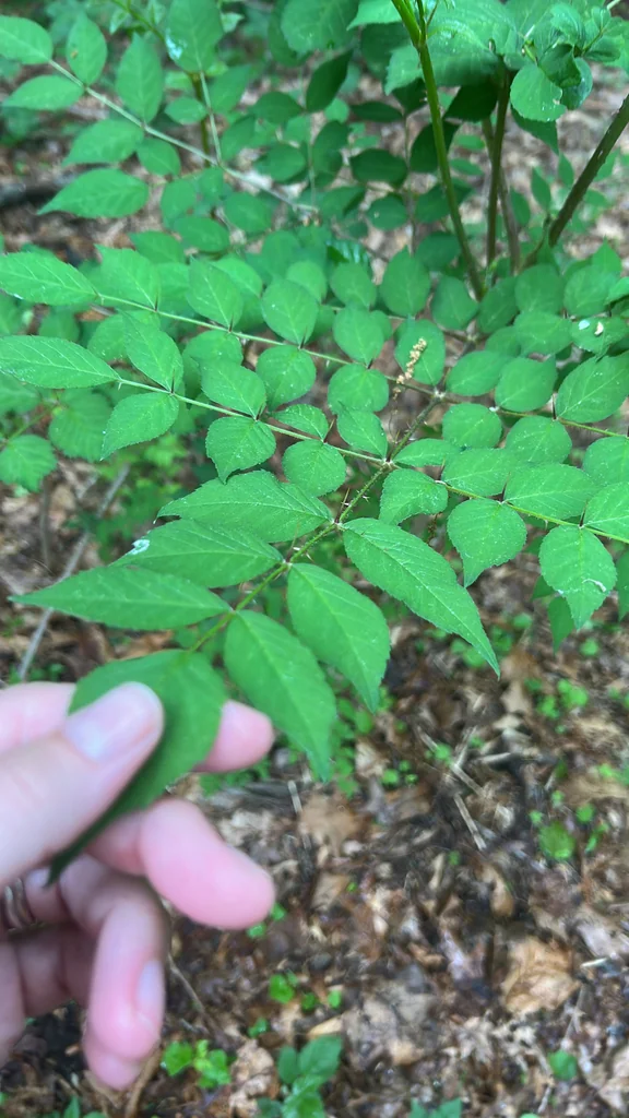 Aralia Elata