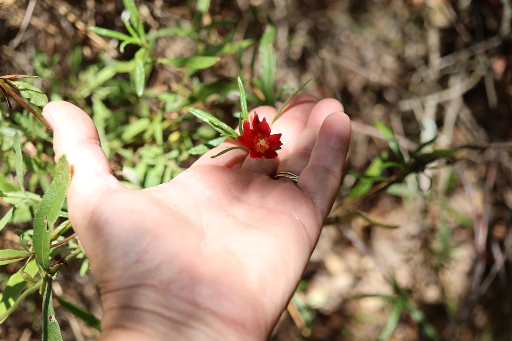 Mimulus Puniceus