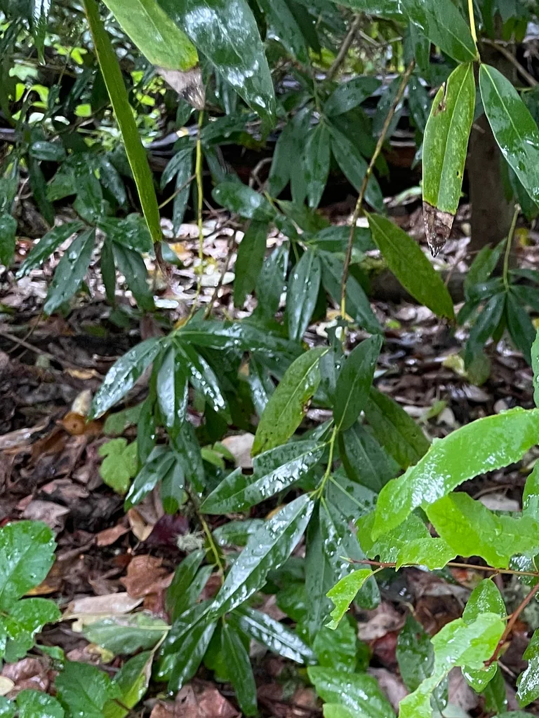 Umbellularia Californica