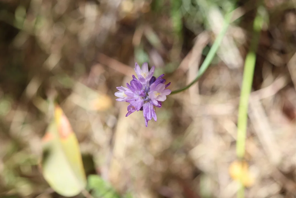 Dichelostemma Capitatum