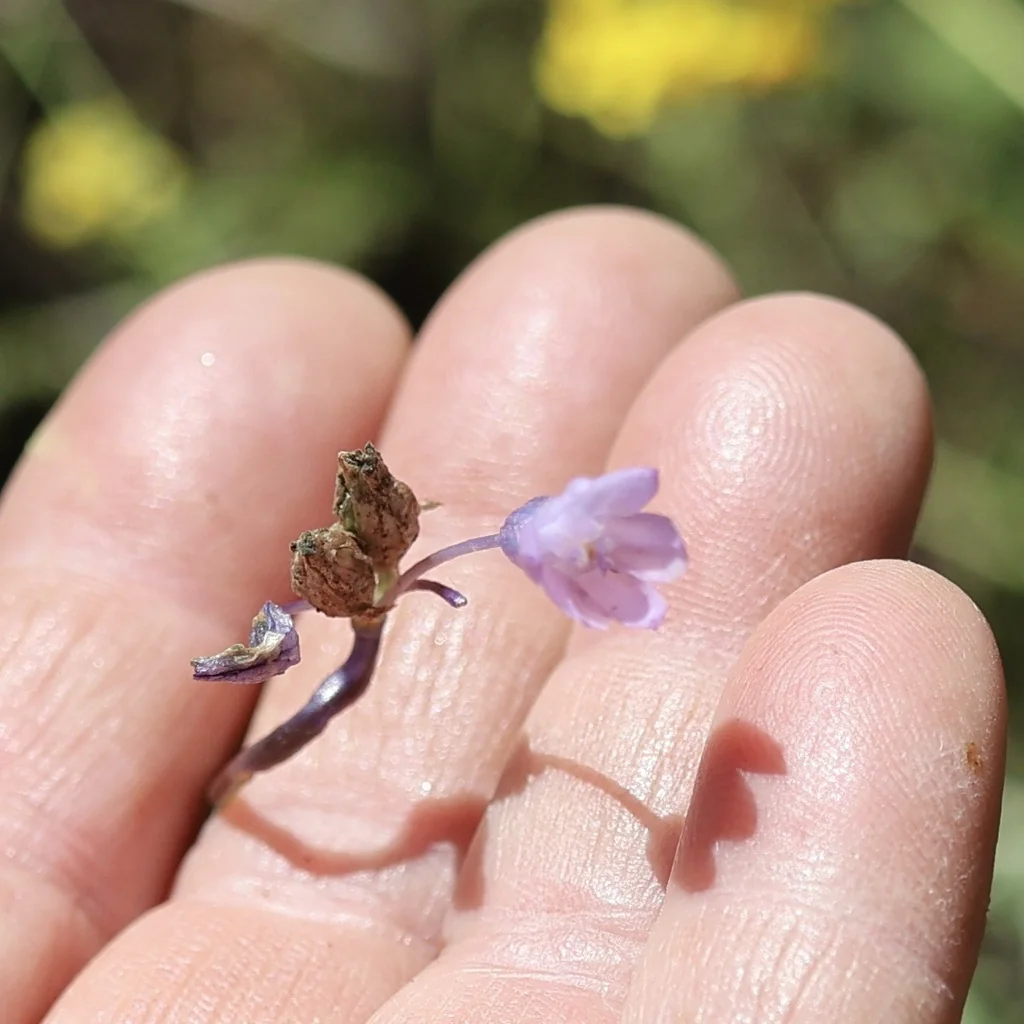 Dichelostemma Capitatum