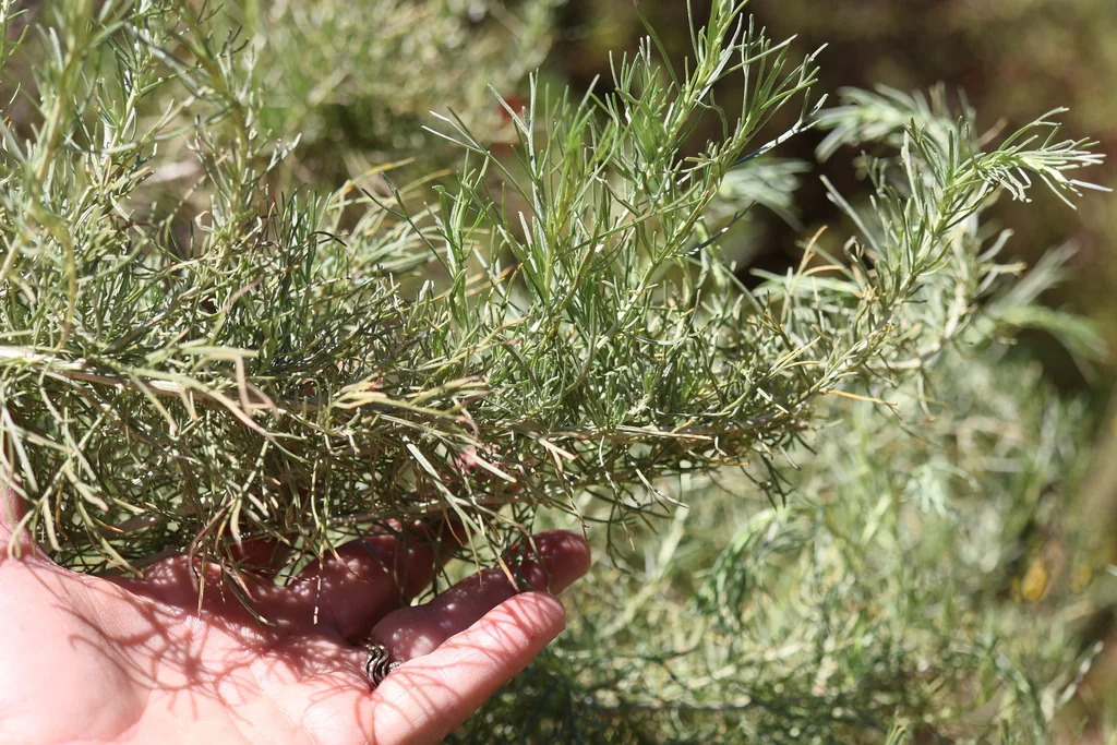 Artemisia Californica
