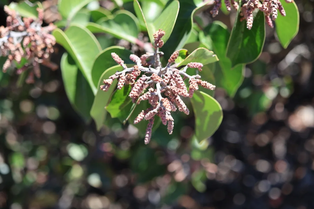 Rhus Ovata