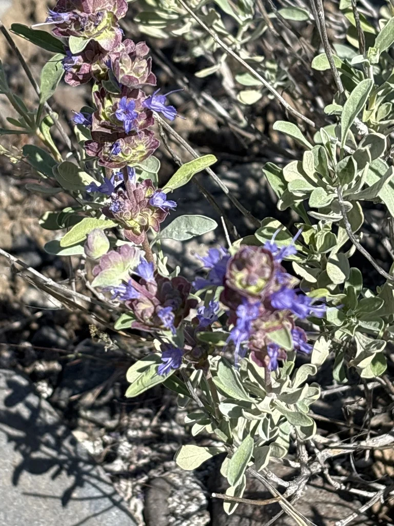 Salvia dorrii