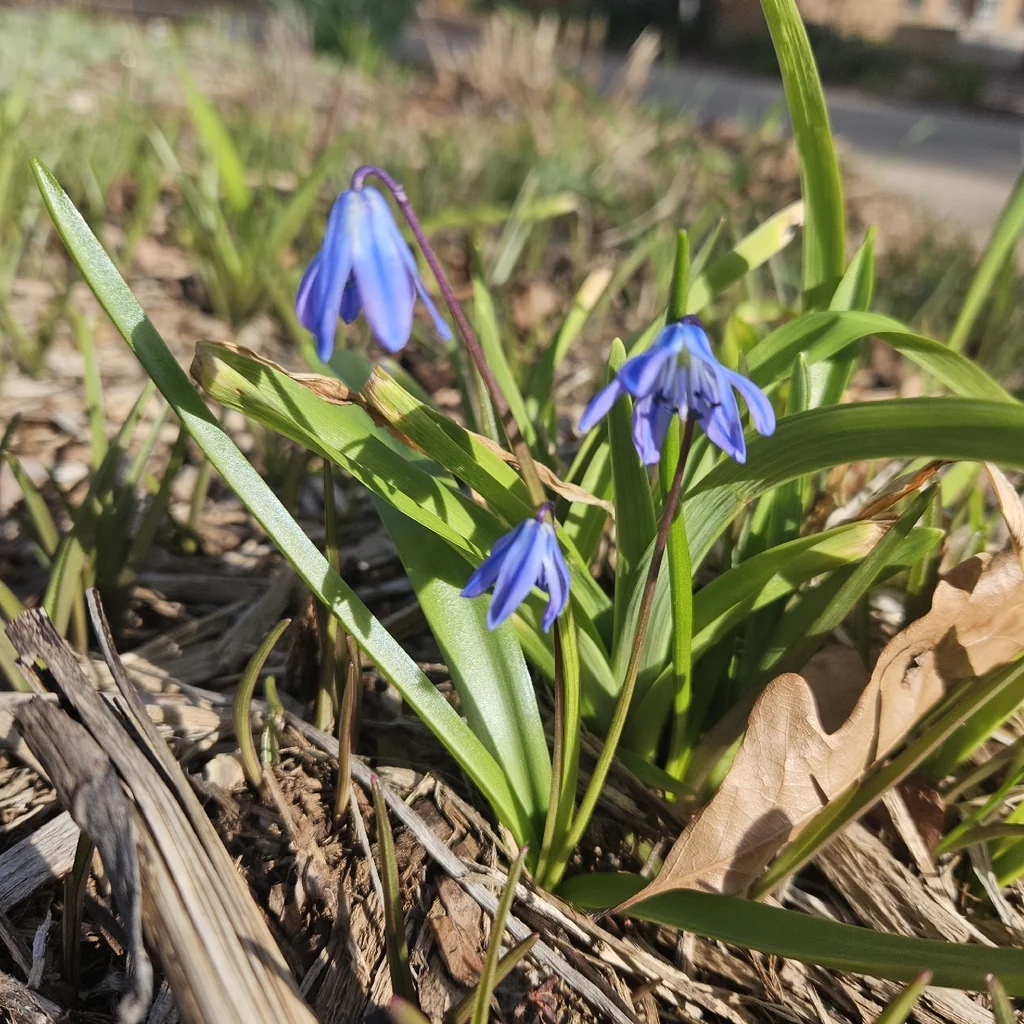 Scilla Siberica