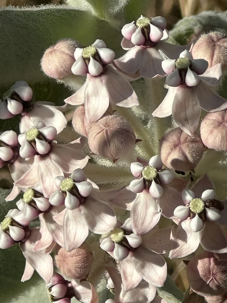 Asclepias Eriocarpa