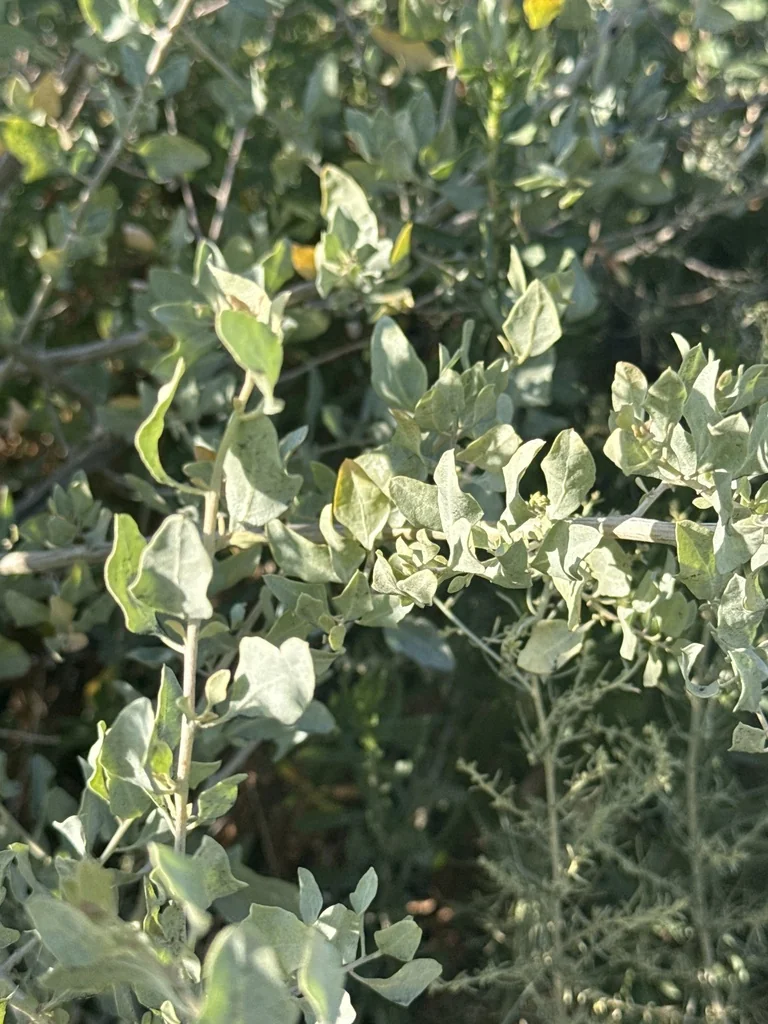 Atriplex Lentiformis
