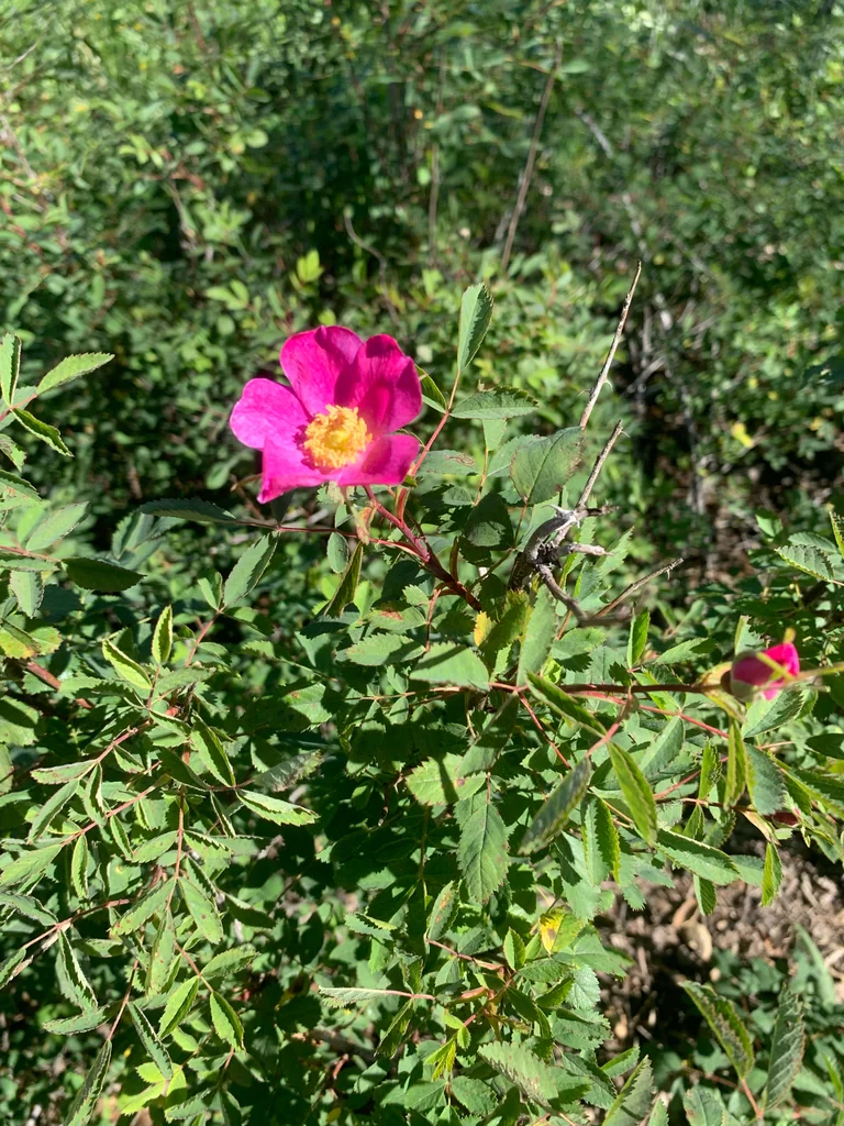 Rosa Californica