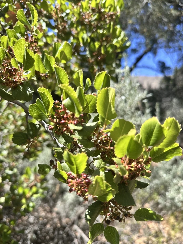 Rhamnus Ilicifolia