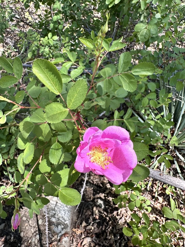 Rosa Californica