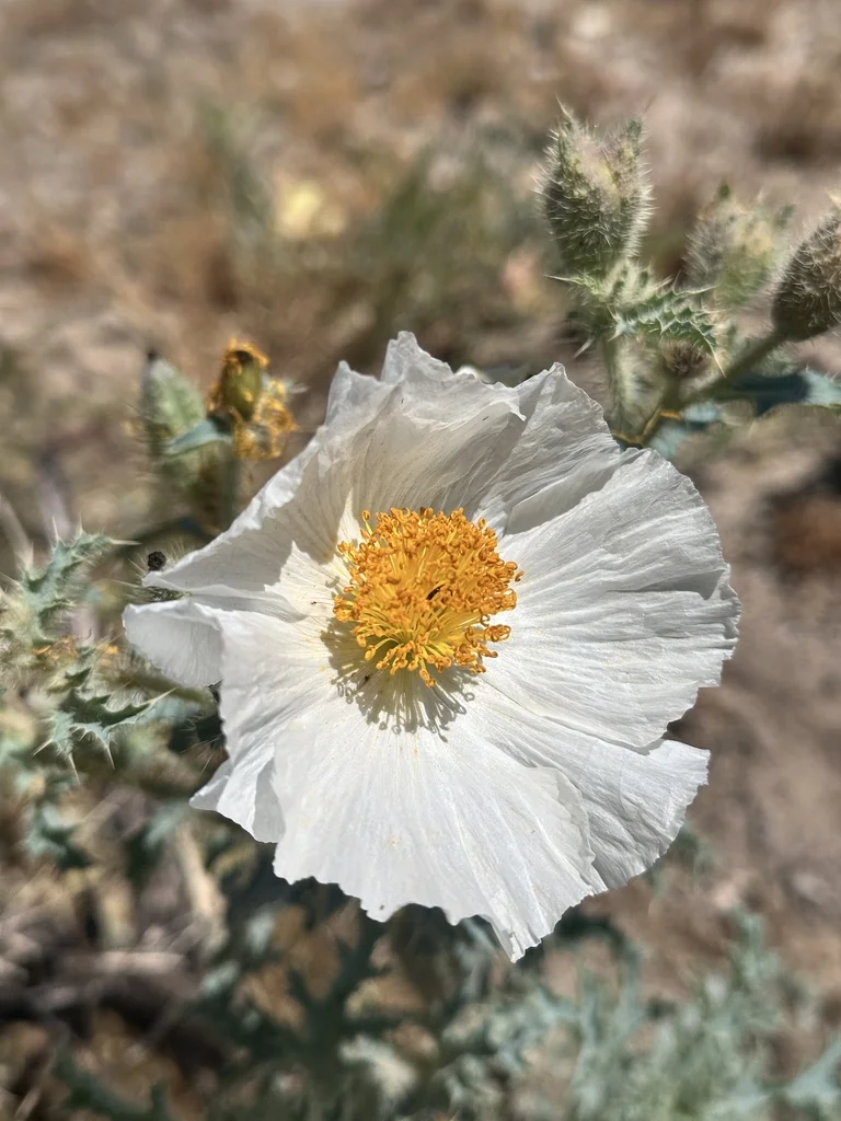Argemone Munita