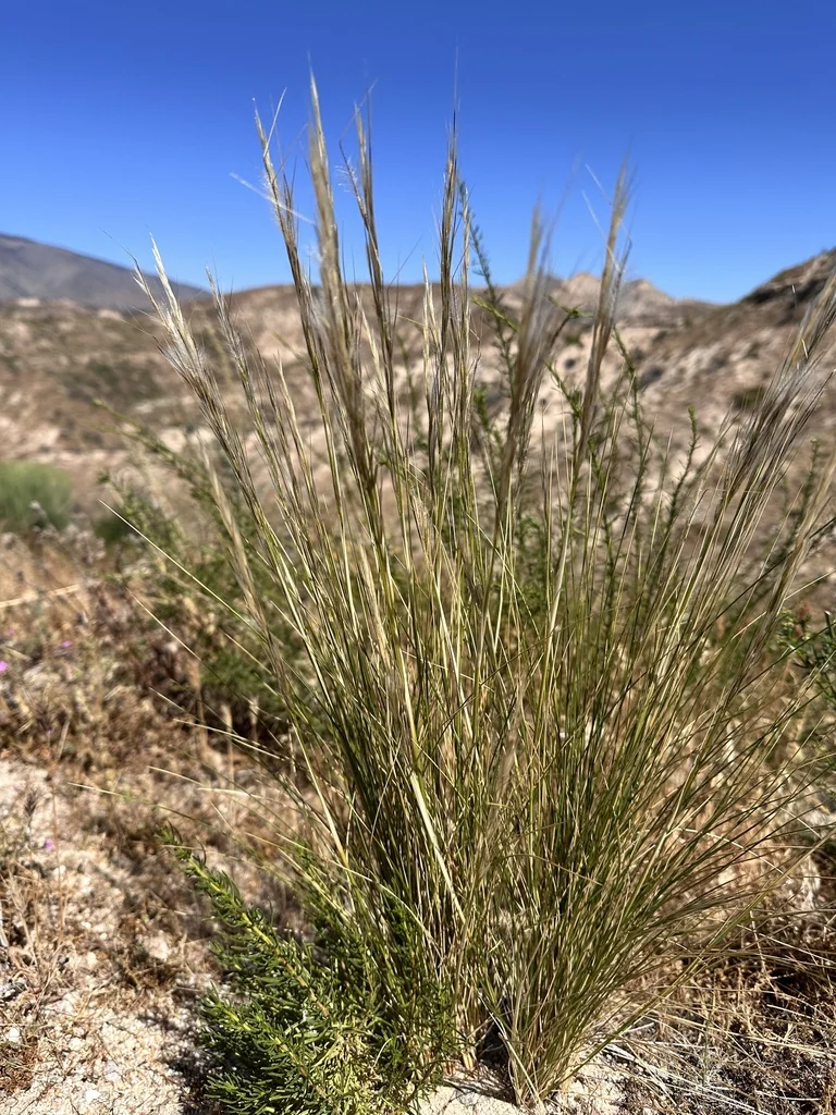 Stipa speciosa