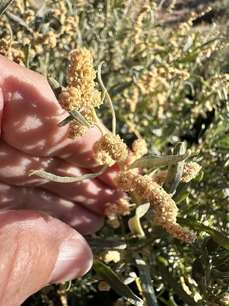 Atriplex Canescens