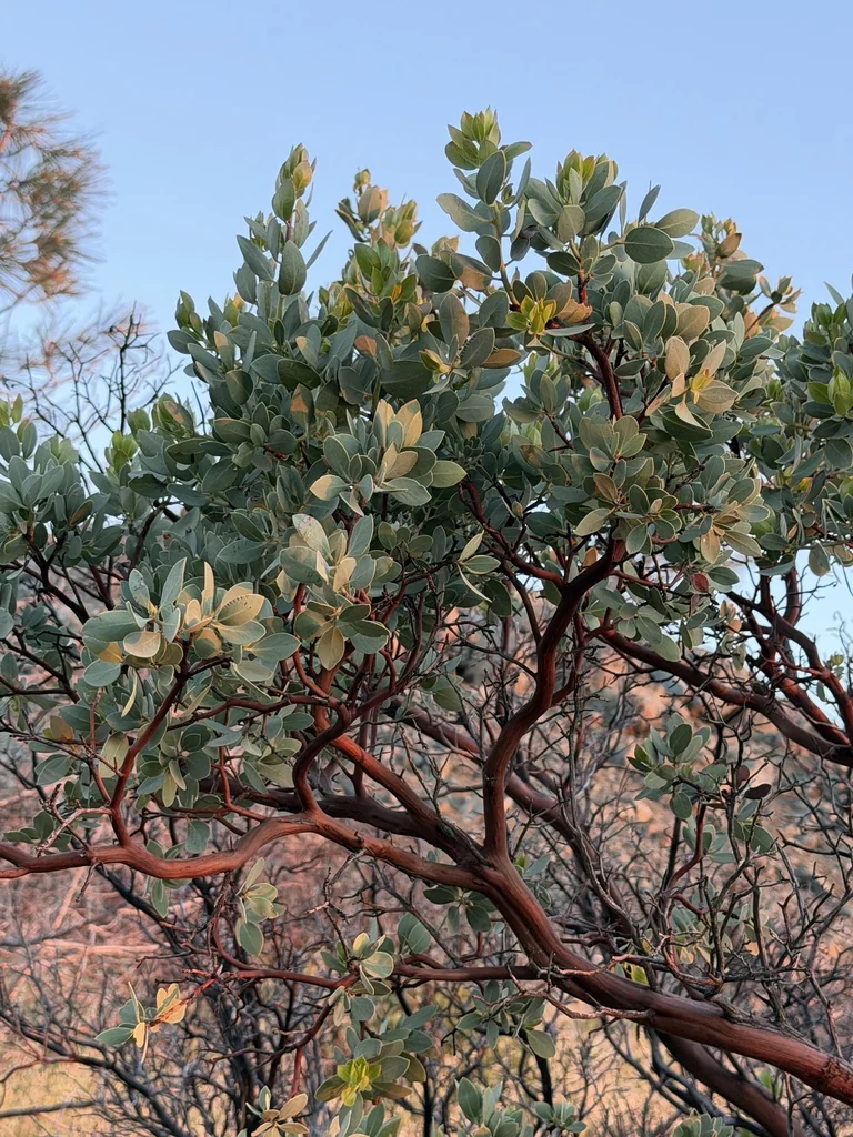Arctostaphylos Glandulosa