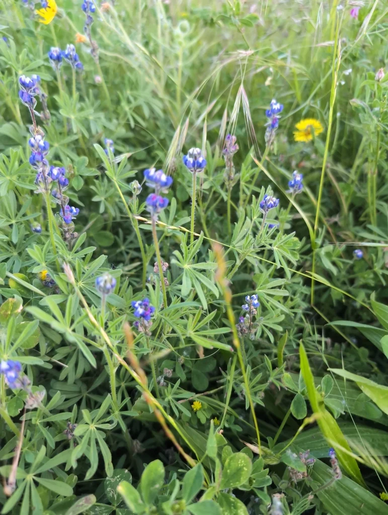 Lupinus Bicolor