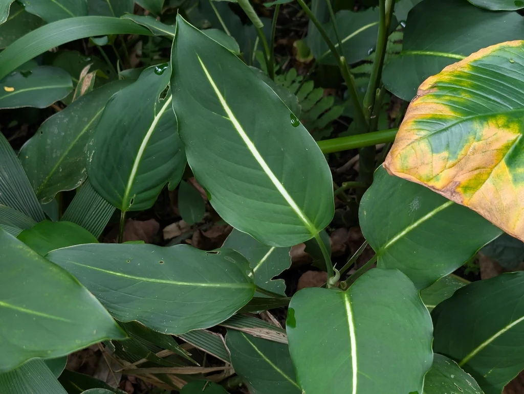 Dieffenbachia Maculata