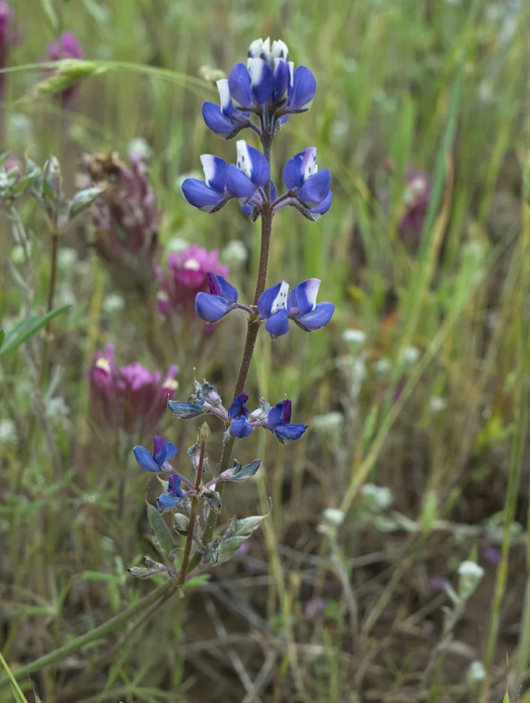 Lupinus Bicolor