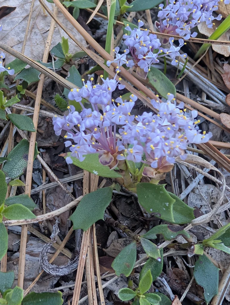 Ceanothus Prostratus