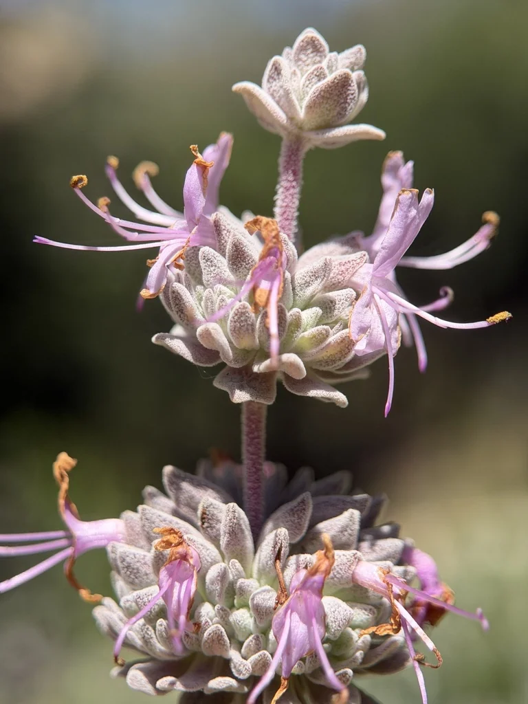 Salvia Leucophylla