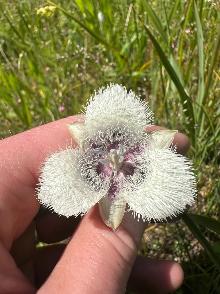 Calochortus Tolmiei