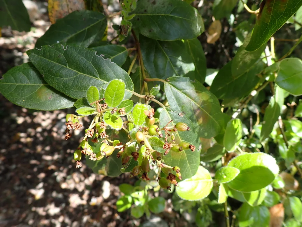 Viburnum Tinus