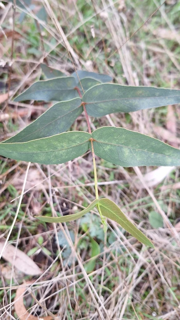 Eucalyptus Viminalis