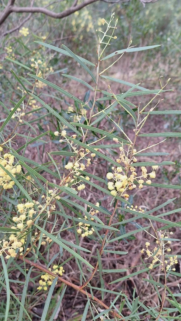 Acacia Iteaphylla