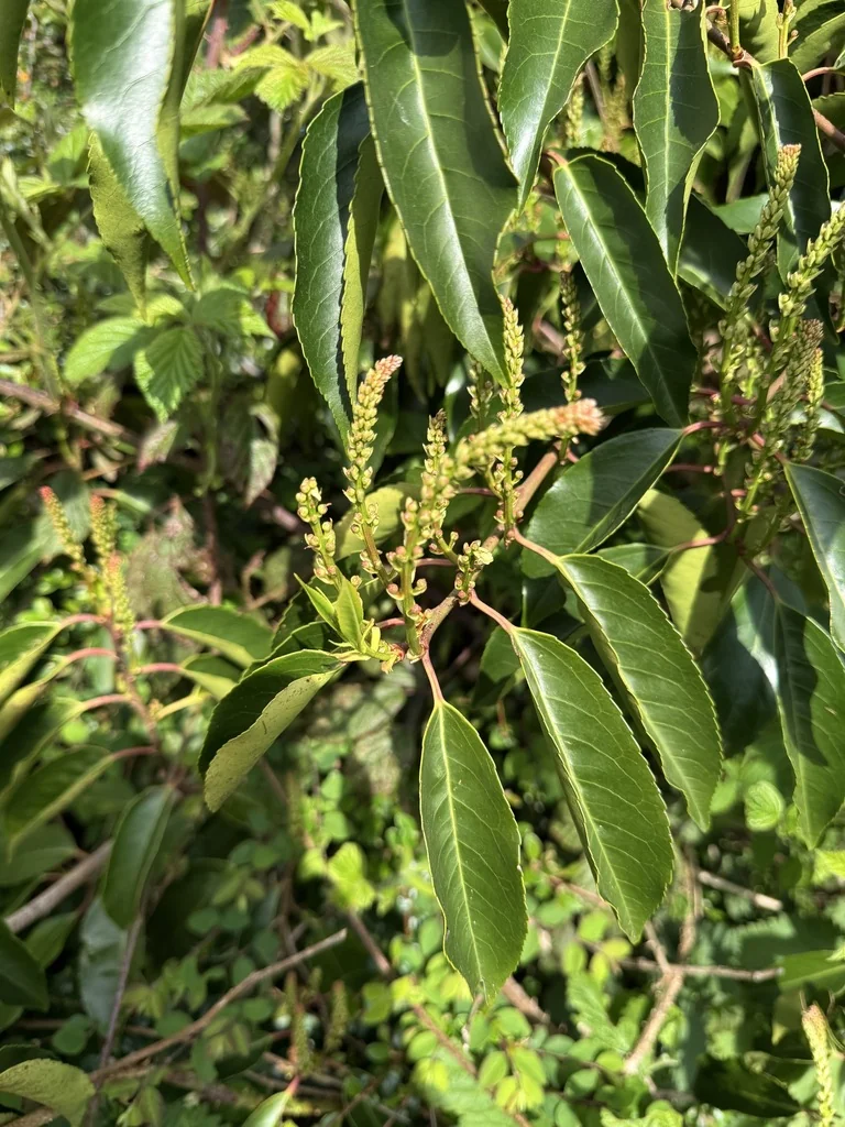 Prunus Lusitanica