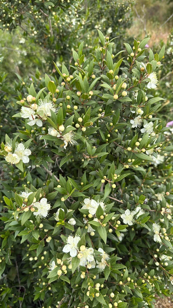 Myrtus Communis