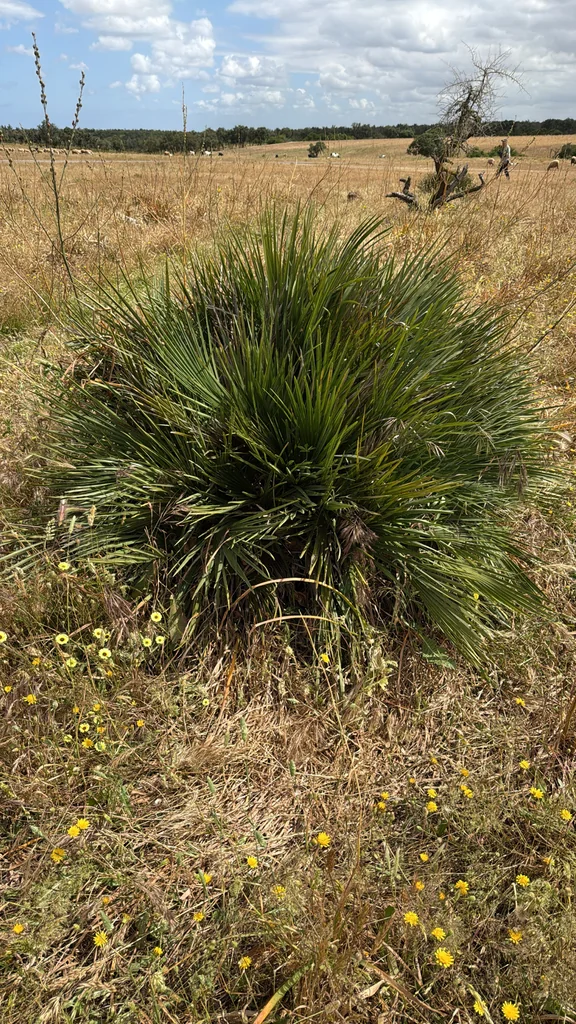 Chamaerops Humilis
