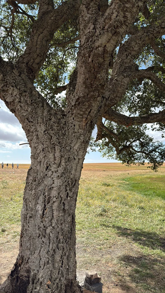 Quercus Suber
