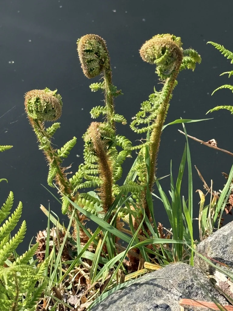 Dryopteris Affinis