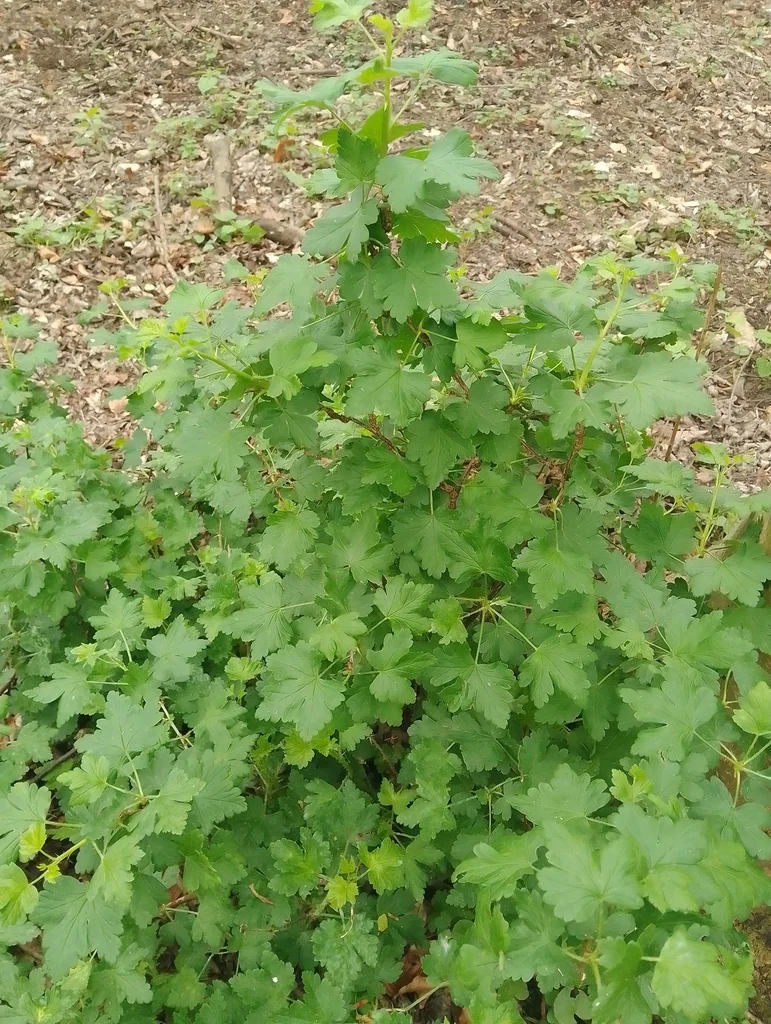 Ribes Uva-Crispa