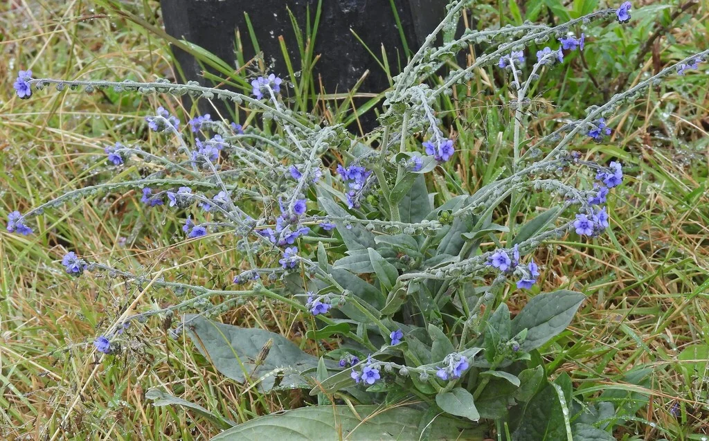 Cynoglossum Amabile