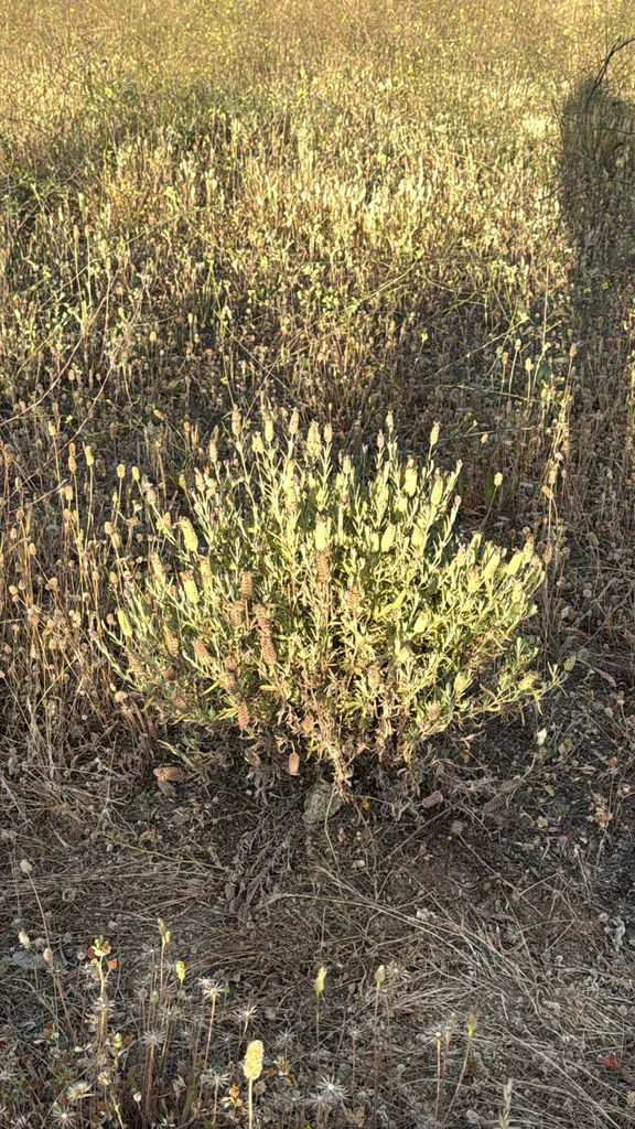 Lavandula Stoechas