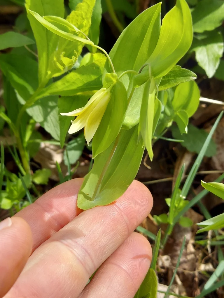 Uvularia Perfoliata