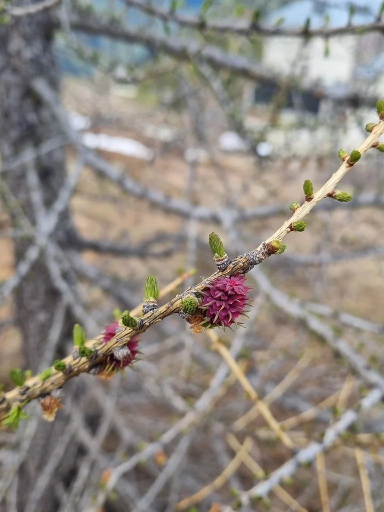 Larix Decidua