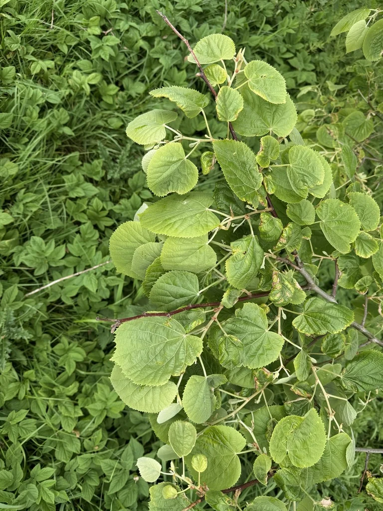 Tilia Tomentosa