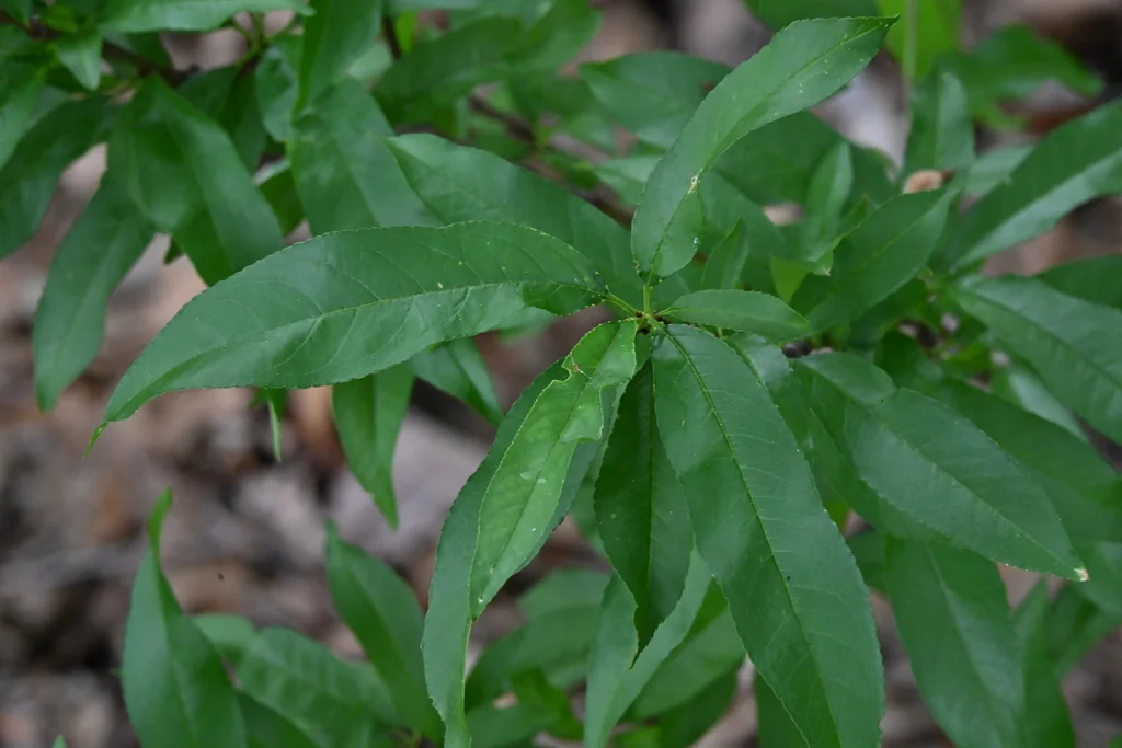 Prunus Persica