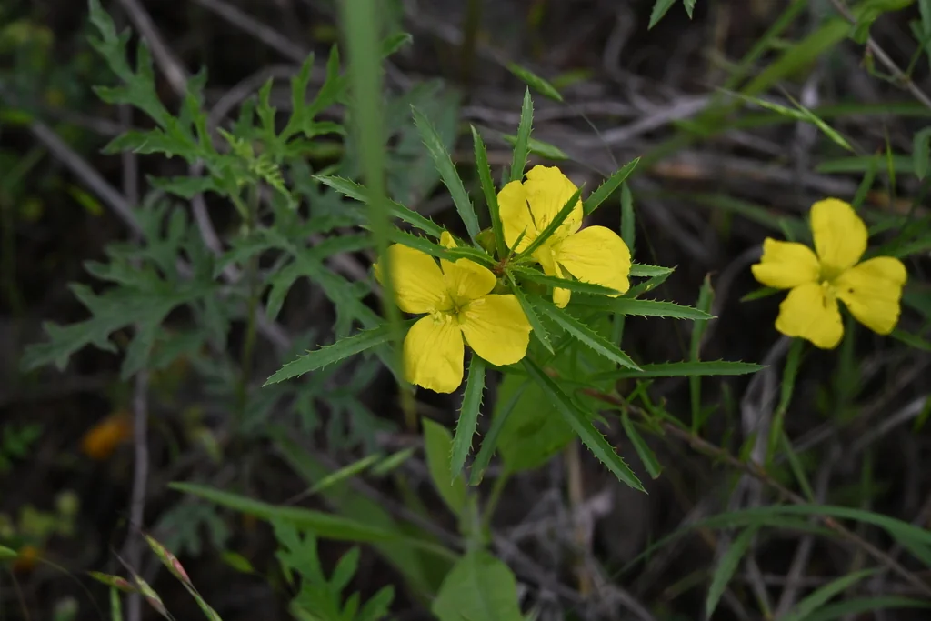 Calylophus Berlandieri