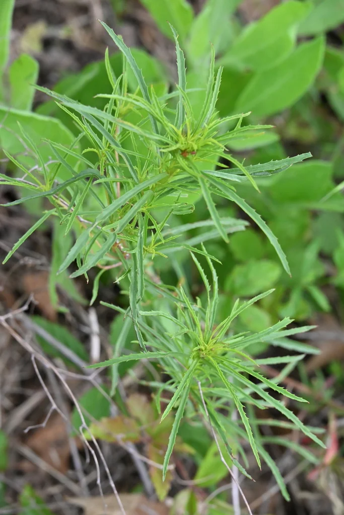 Calylophus Berlandieri