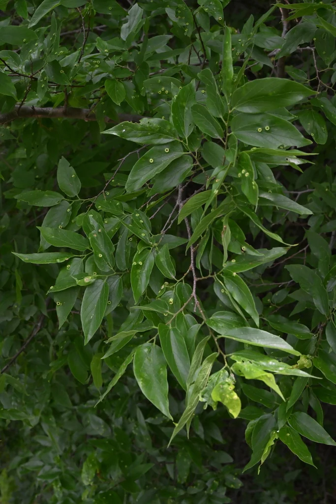 Celtis Laevigata