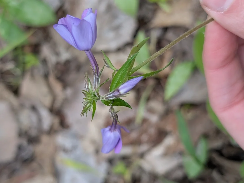 Phlox Divaricata
