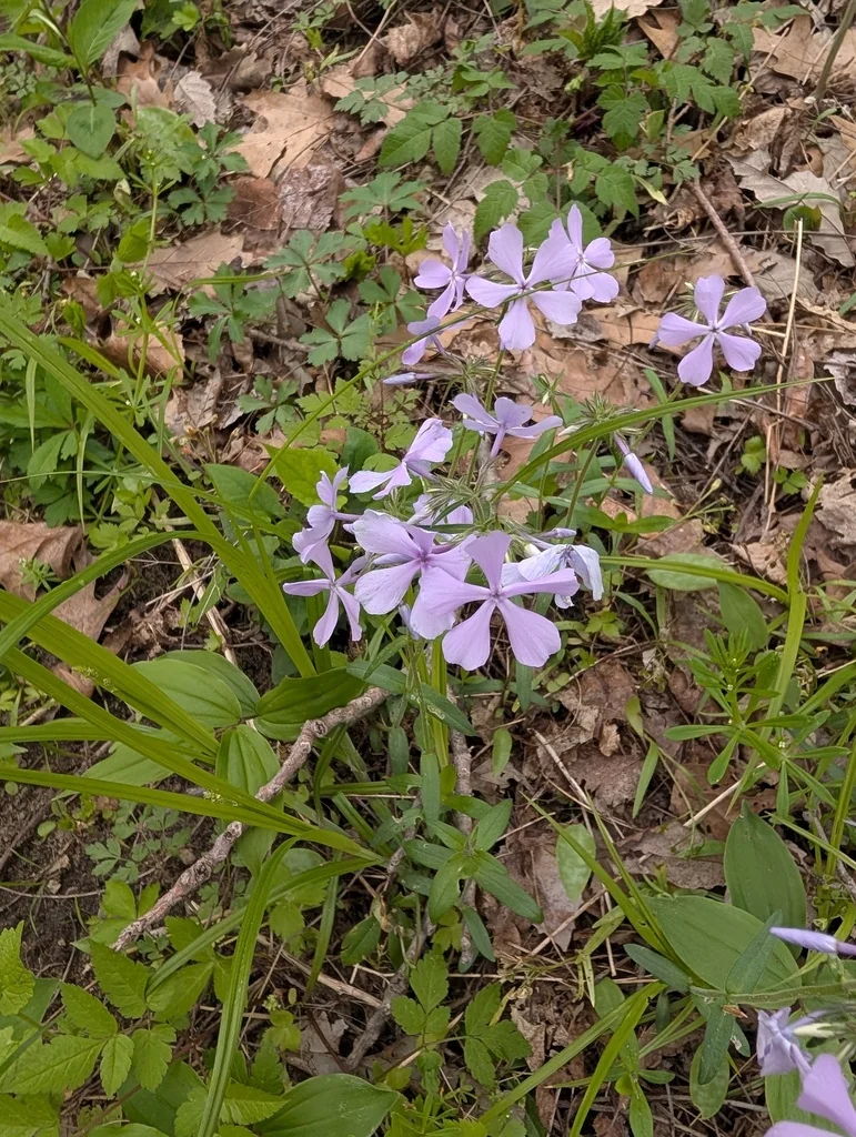 Phlox Divaricata